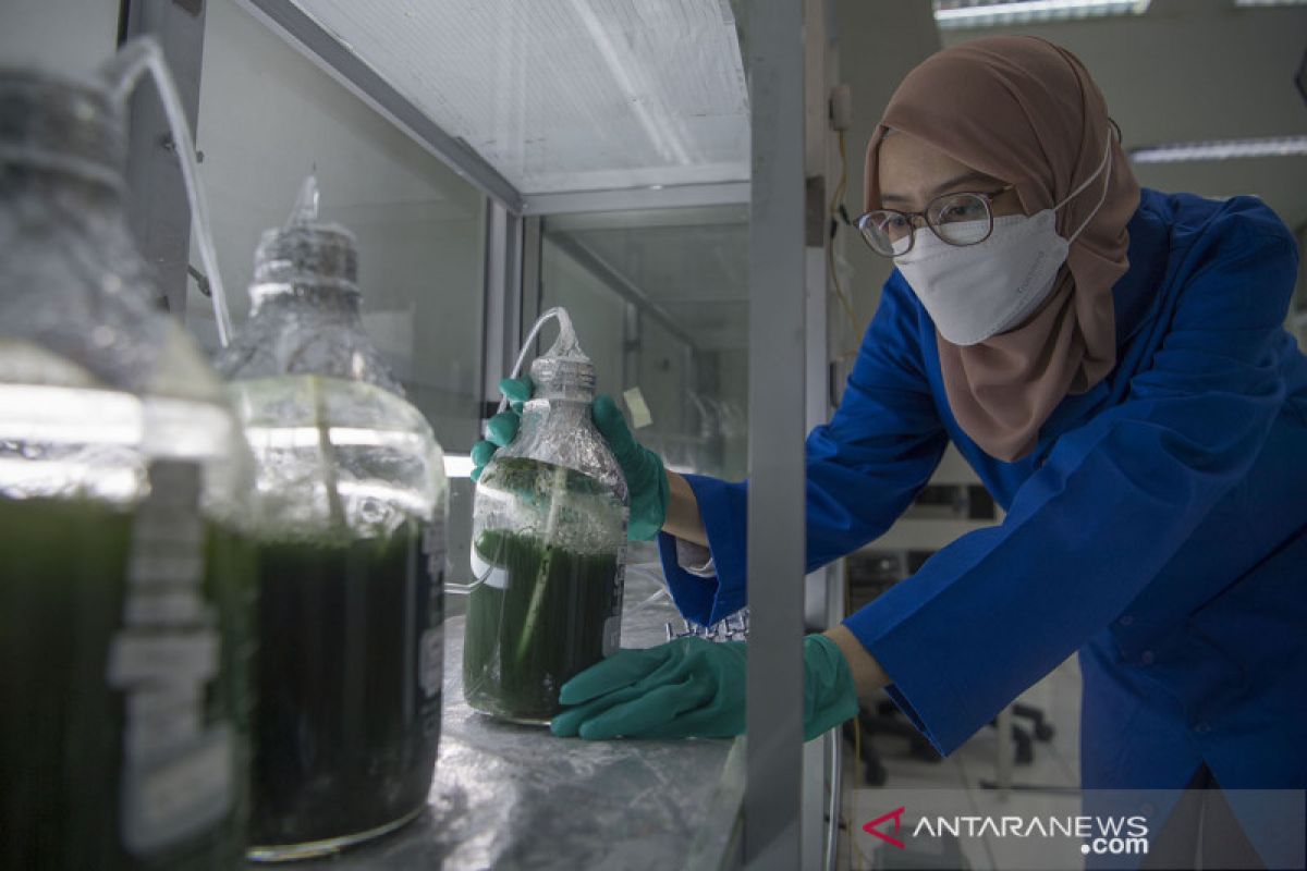 Artikel - Kandungan etanol dalam BBM untuk transisi energi