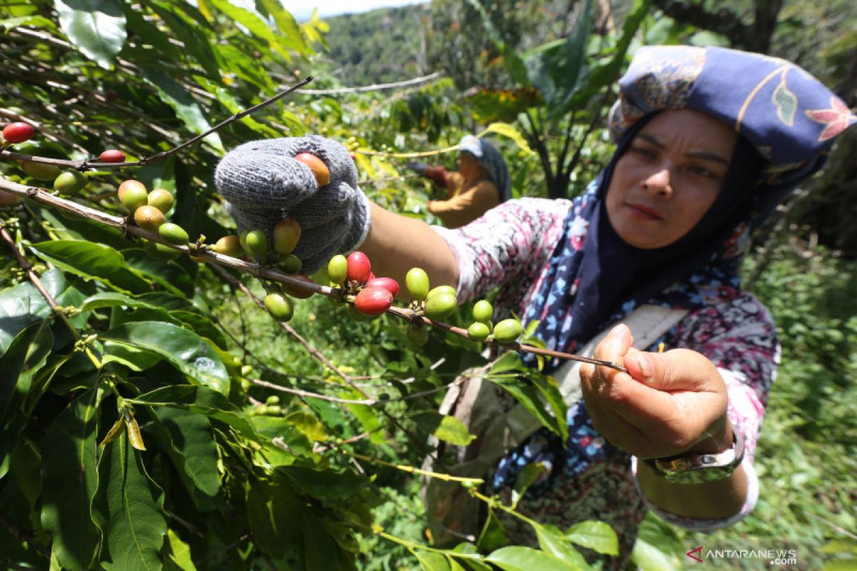 Kemendag lepas ekspor satu kontainer kopi gayo ke Inggris