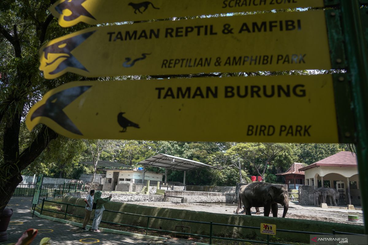 GL Zoo beri diskresi pengunjung di bawah 12 tahun dengan syarat ketat