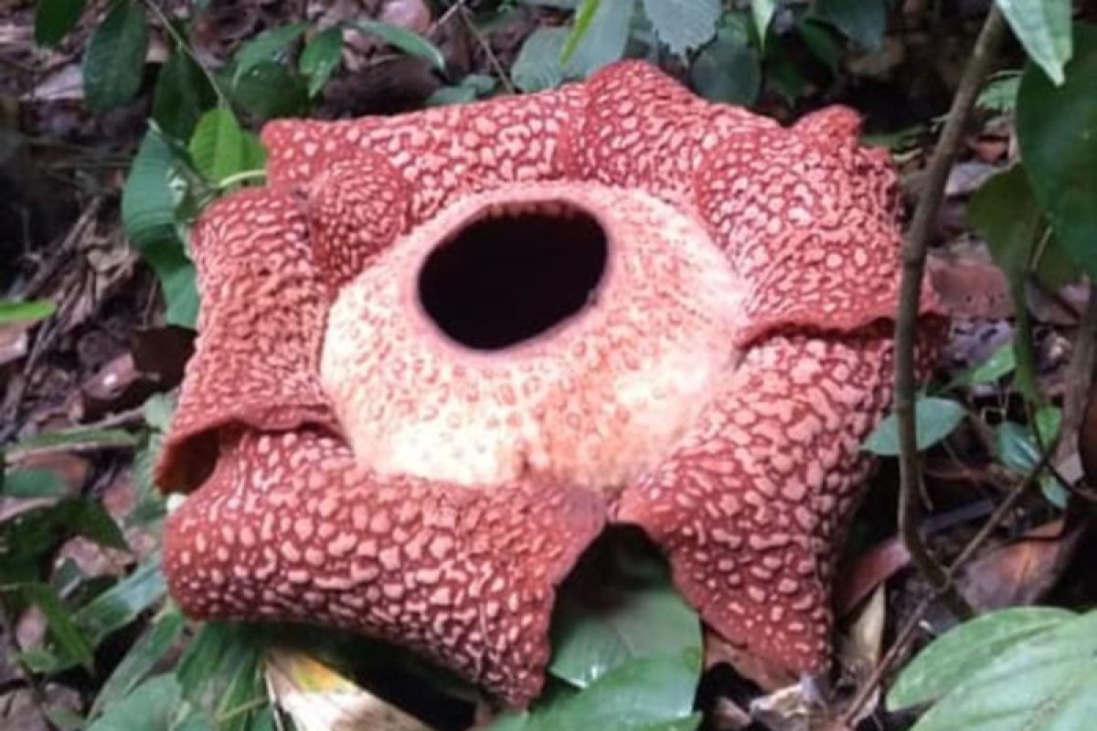 Unik, Rafflesia arnoldii berkelopak 7 mekar di Bengkulu Tengah