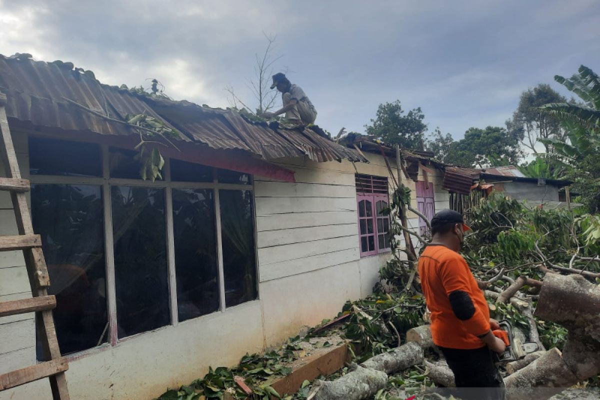 Angin kencang landa Bukittinggi tumbangkan pohon tua, satu rumah nyaris hancur ditimpanya