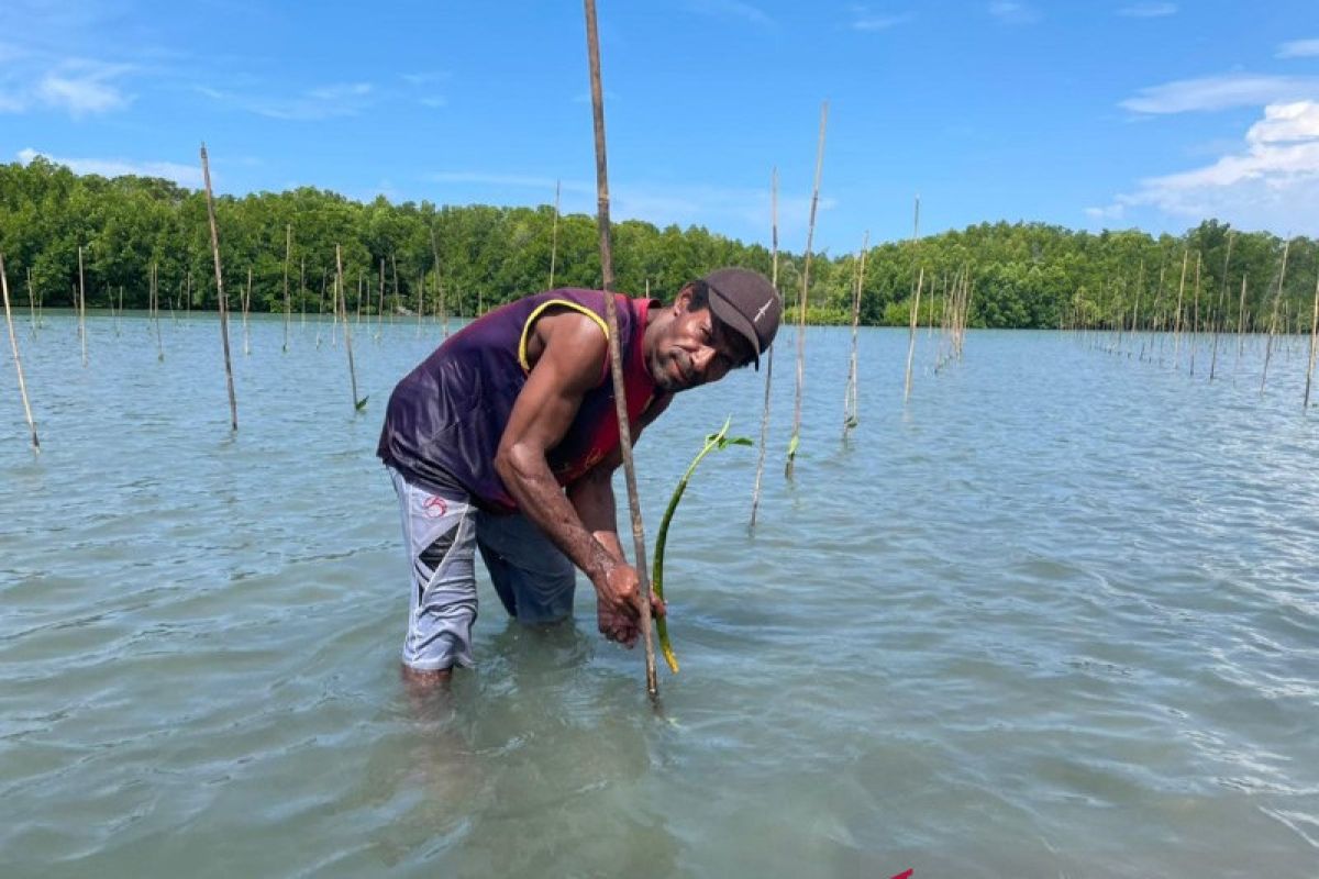 BRGM laksanakan penanaman mangrove perdana di Sarmi Papua