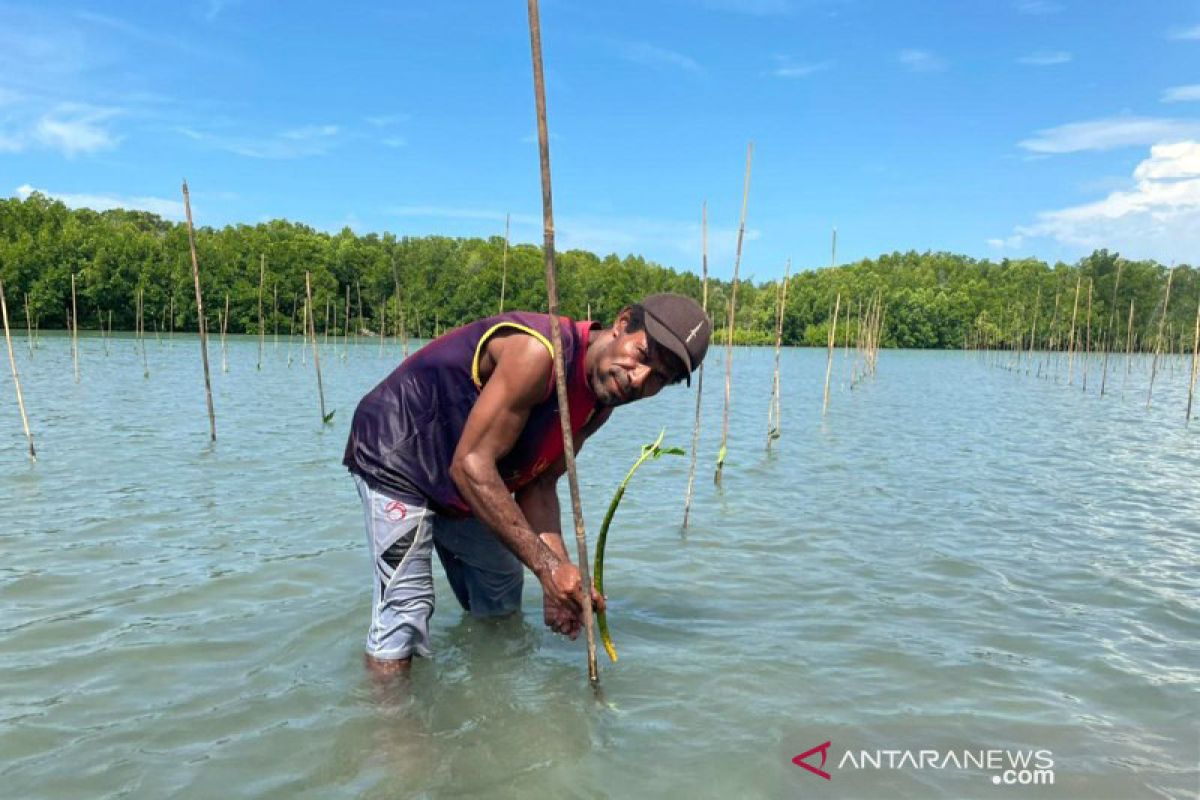 BRGM laksanakan penanaman mangrove perdana di Sarmi