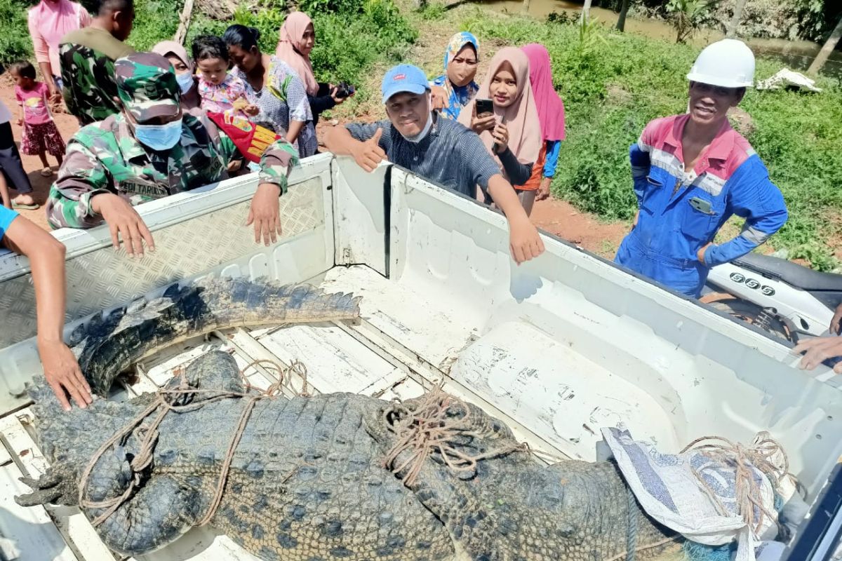 Polisi dan BKSDA buru buaya bekeliaran di Sungai Gelam