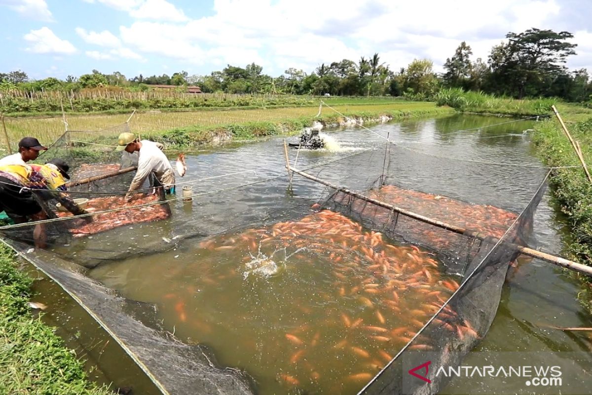 Program elektrifikasi pertanian dongkrak produktivitas budidaya nila