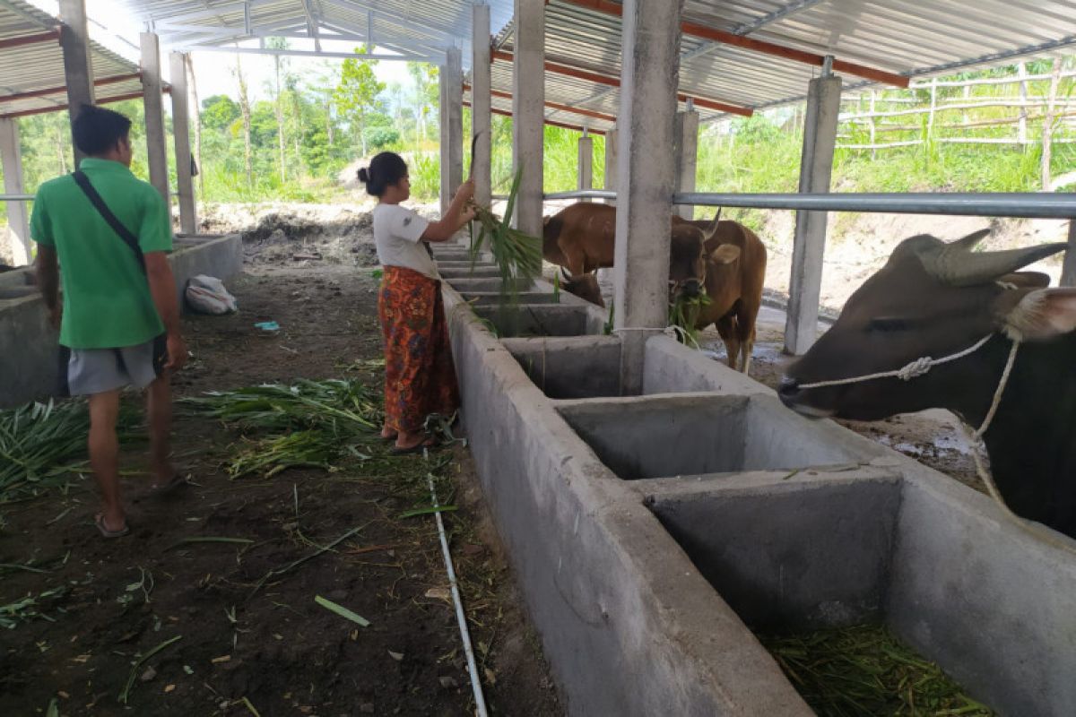 Kajari periksa sejumlah saksi terkait program 1.000 sapi di Lombok Tengah