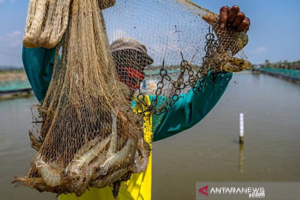 Pendangkalan jadi masalah pengembangan perikanan tambak di Karawang