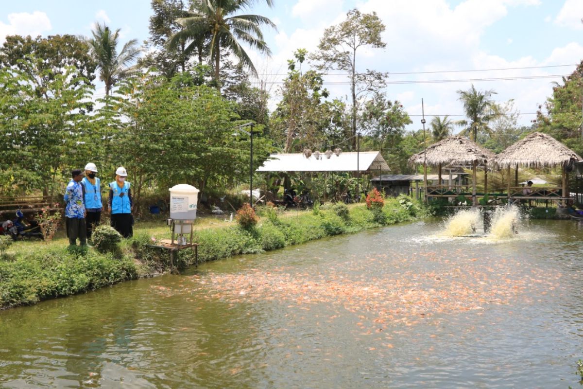 Electrifying Agriculture PLN dongkrak produktivitas budidaya Ikan Nila di Kalasan
