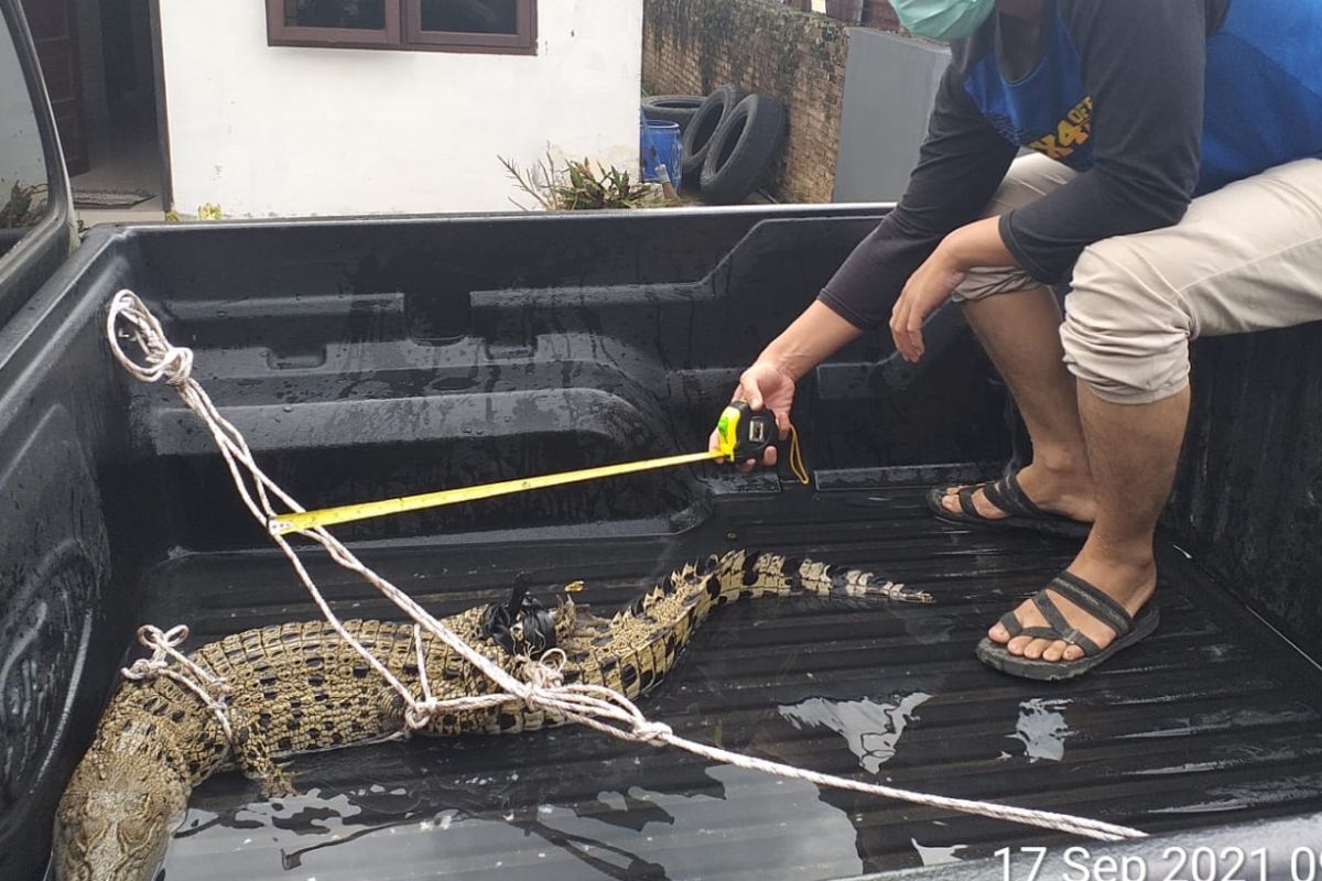 Buaya muara di Labuan Batu Utara dititipkan di BBKSDA Sumut