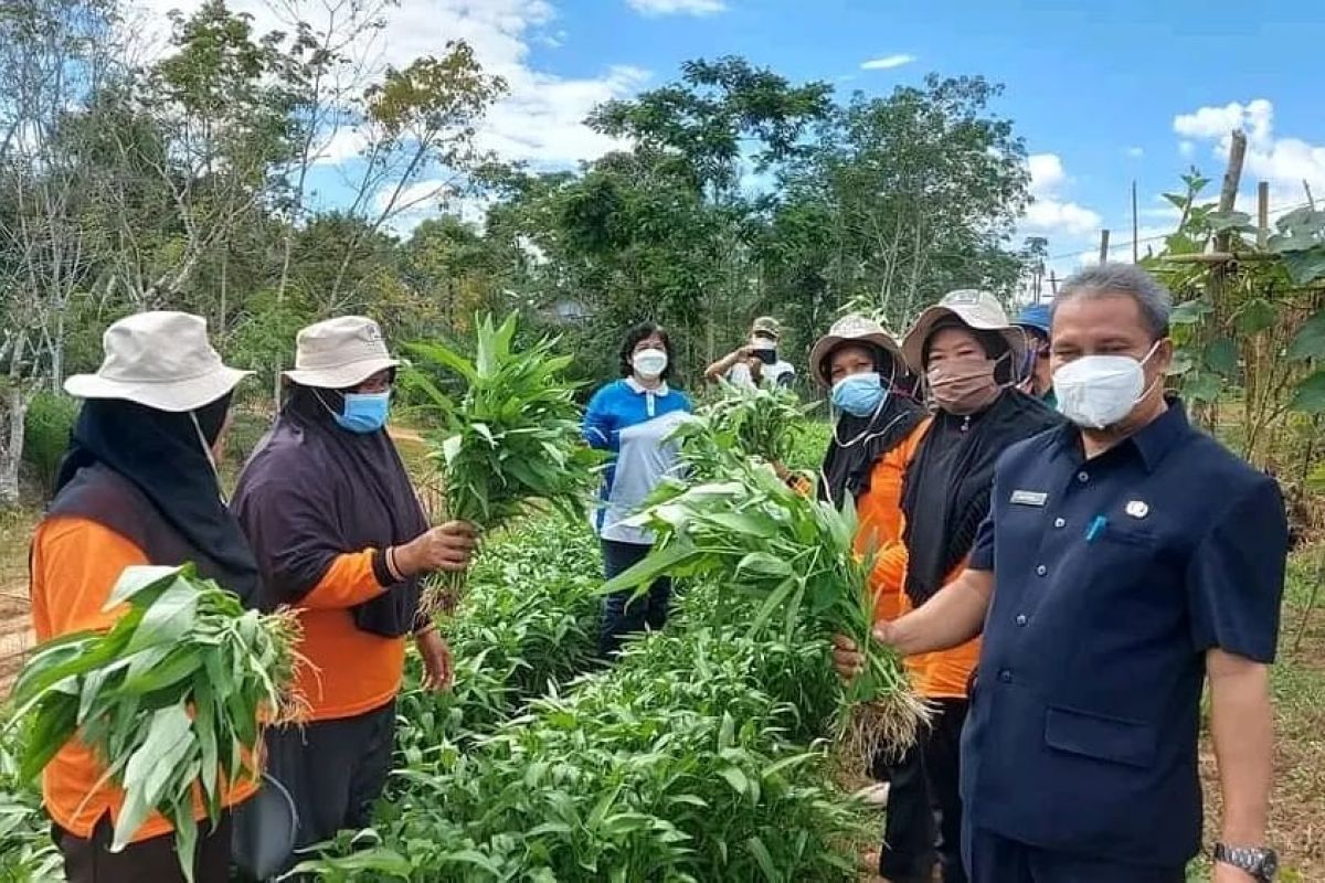 Pemkab Sintang kembangkan pemanfaatan pekarangan pangan lestari