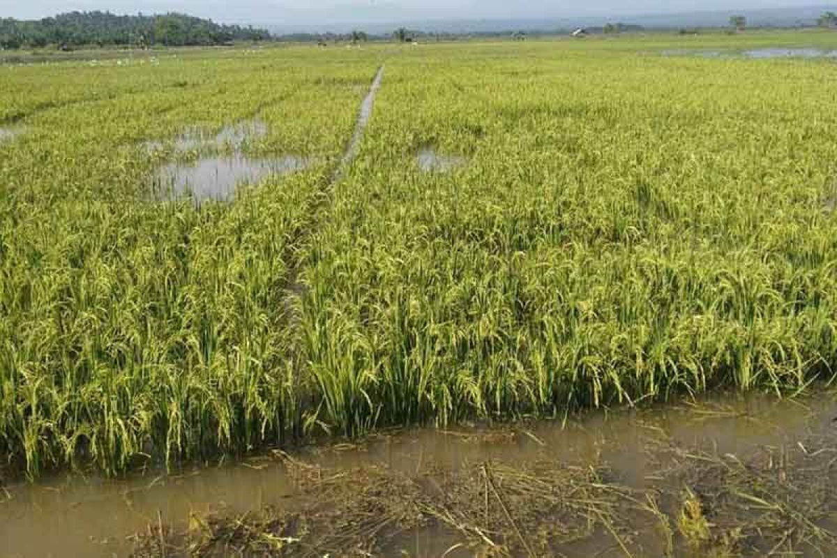 Puluhan hektare sawah terendam banjir, petani terancam gagal panen