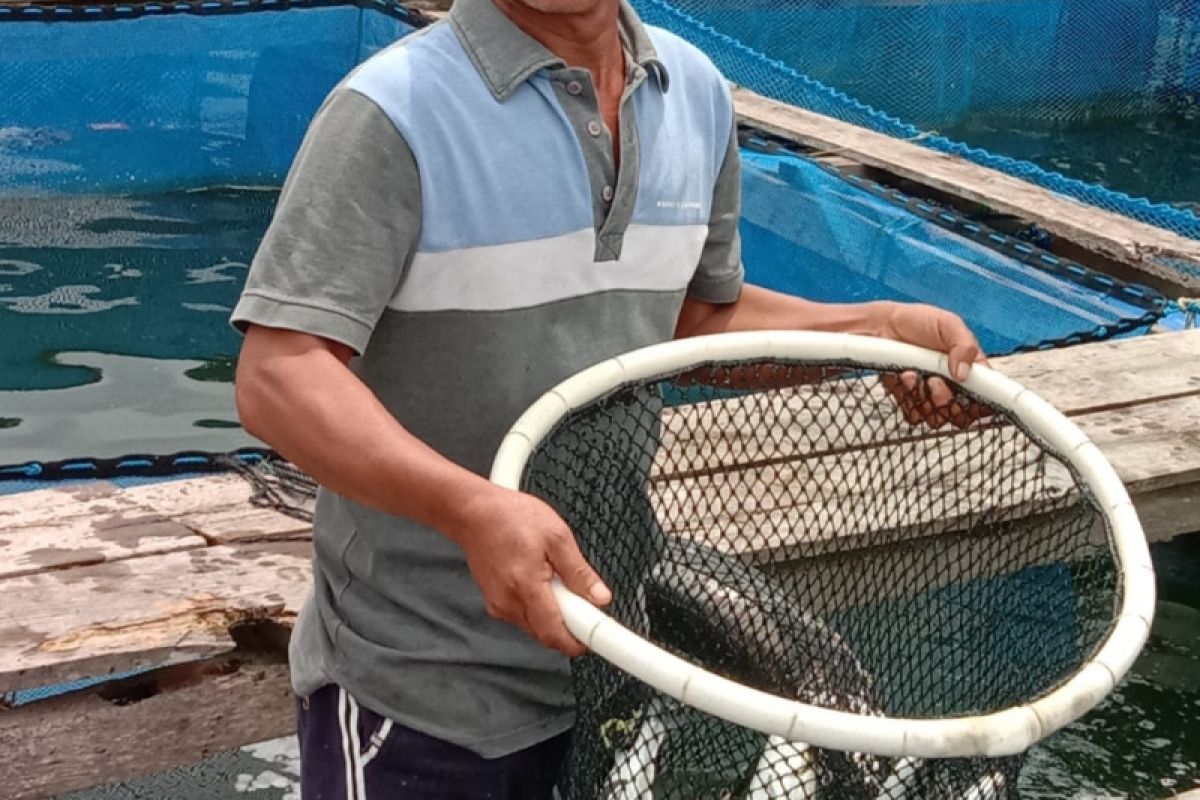 Pembudidaya ikan di Lampung kembangkan bandeng air laut