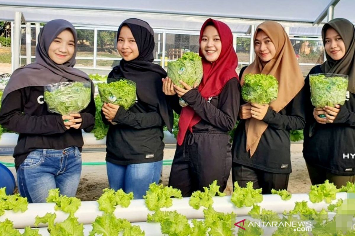 BUMDes Mekar Jaya di Tapin hasilkan uang dan tekan stunting dengan sayur hidroponik