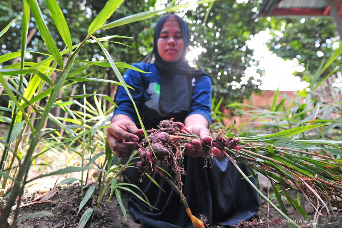 Hoaks! Omicron sembuh dengan menghirup bubuk jahe