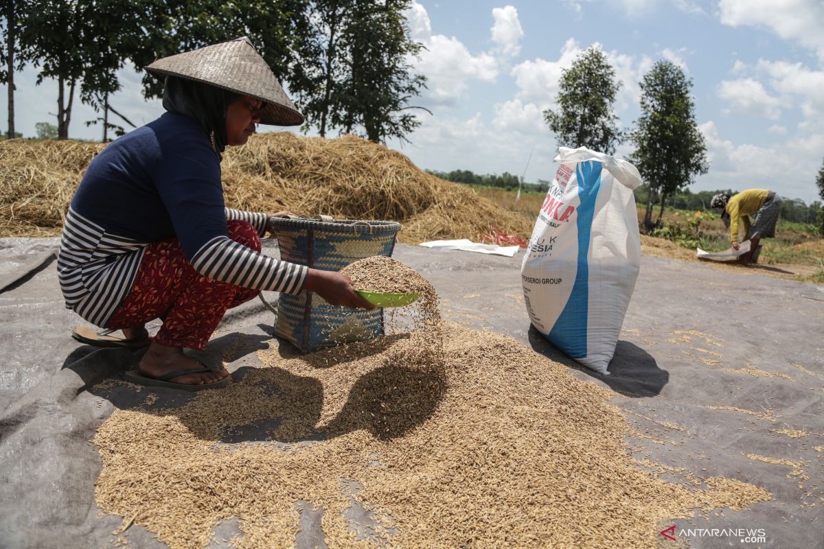 BPS catat nilai tukar petani naik 0,93 persen pada Oktober 2021