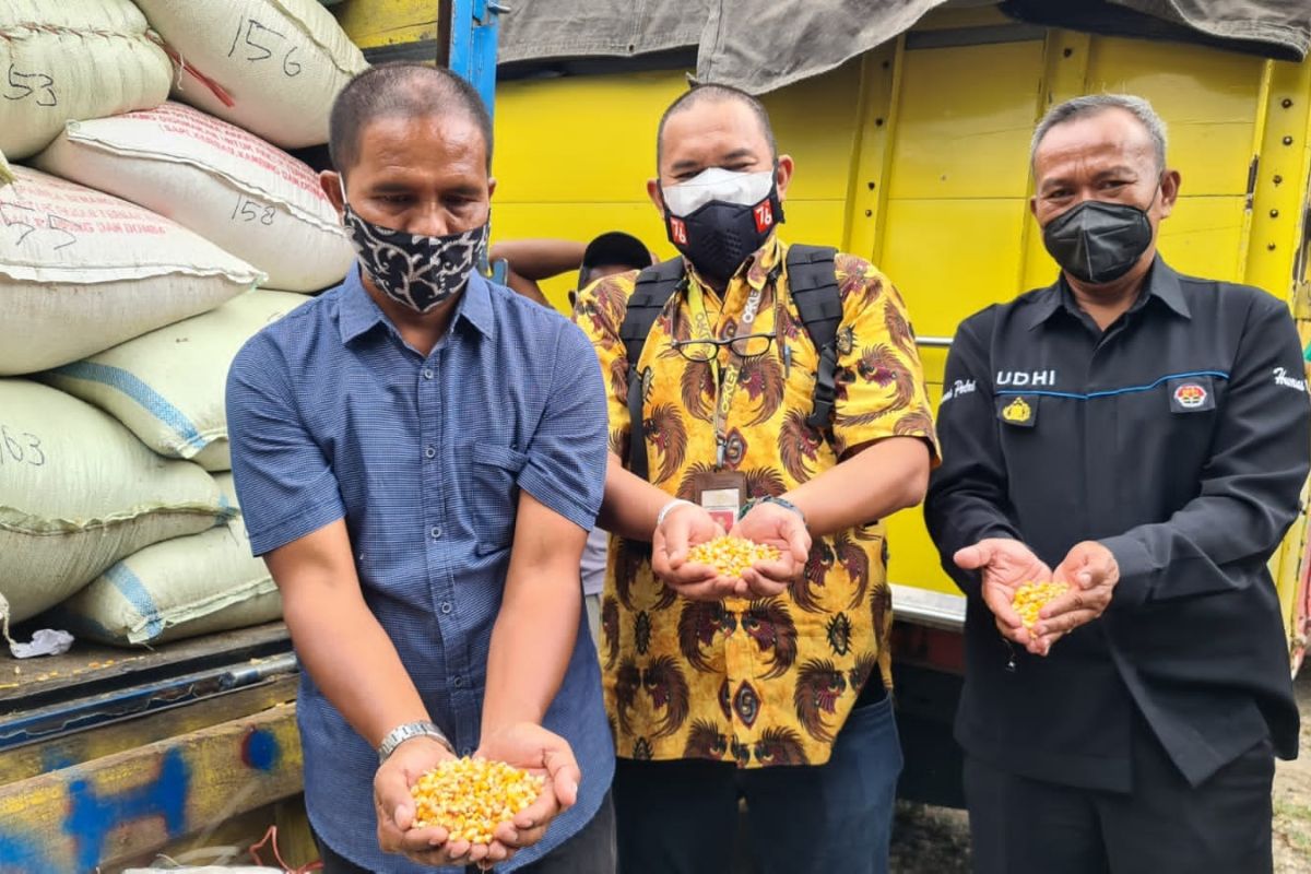 Presiden Jokowi kirimkan bantuan jagung untuk Suroto, peternak ayam Blitar