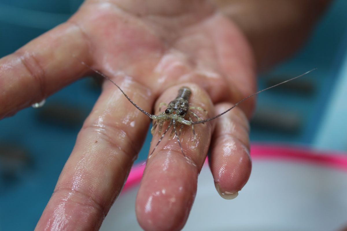 Lampung maksimalkan budidaya lobster melalui ekonomi kerakyatan