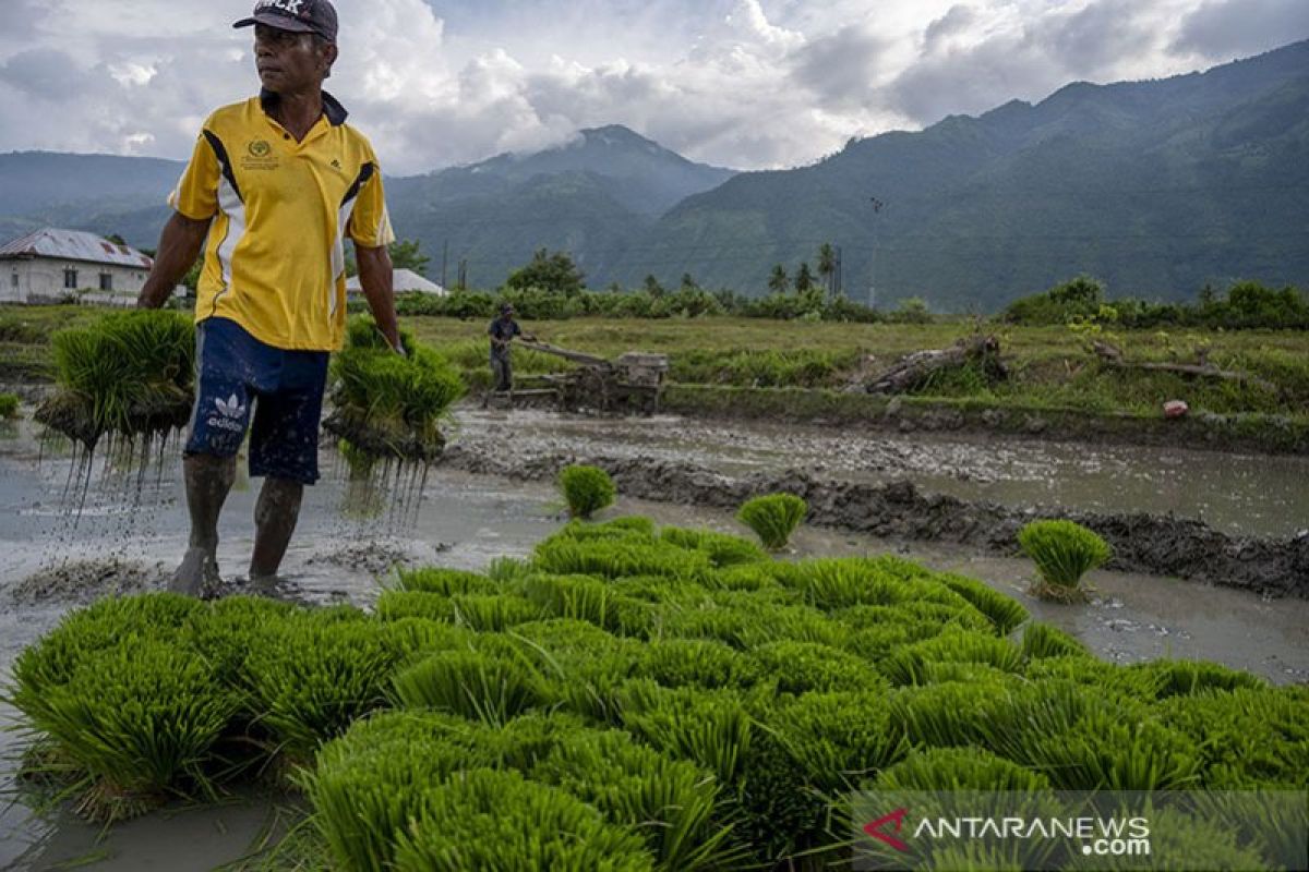 Lahan pertanian Kota Palu menyusut  karena pengembangan infrastruktur