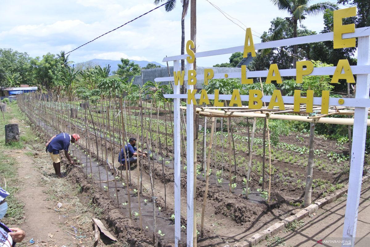 Warga binaan olah kosong jadi kebun sayur