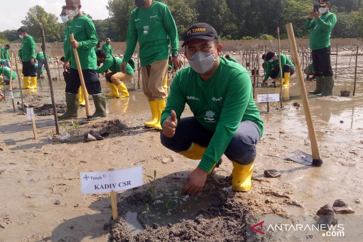 PT Timah tanam ribuan bibit mangrove di Teluk Rubiah Mentok