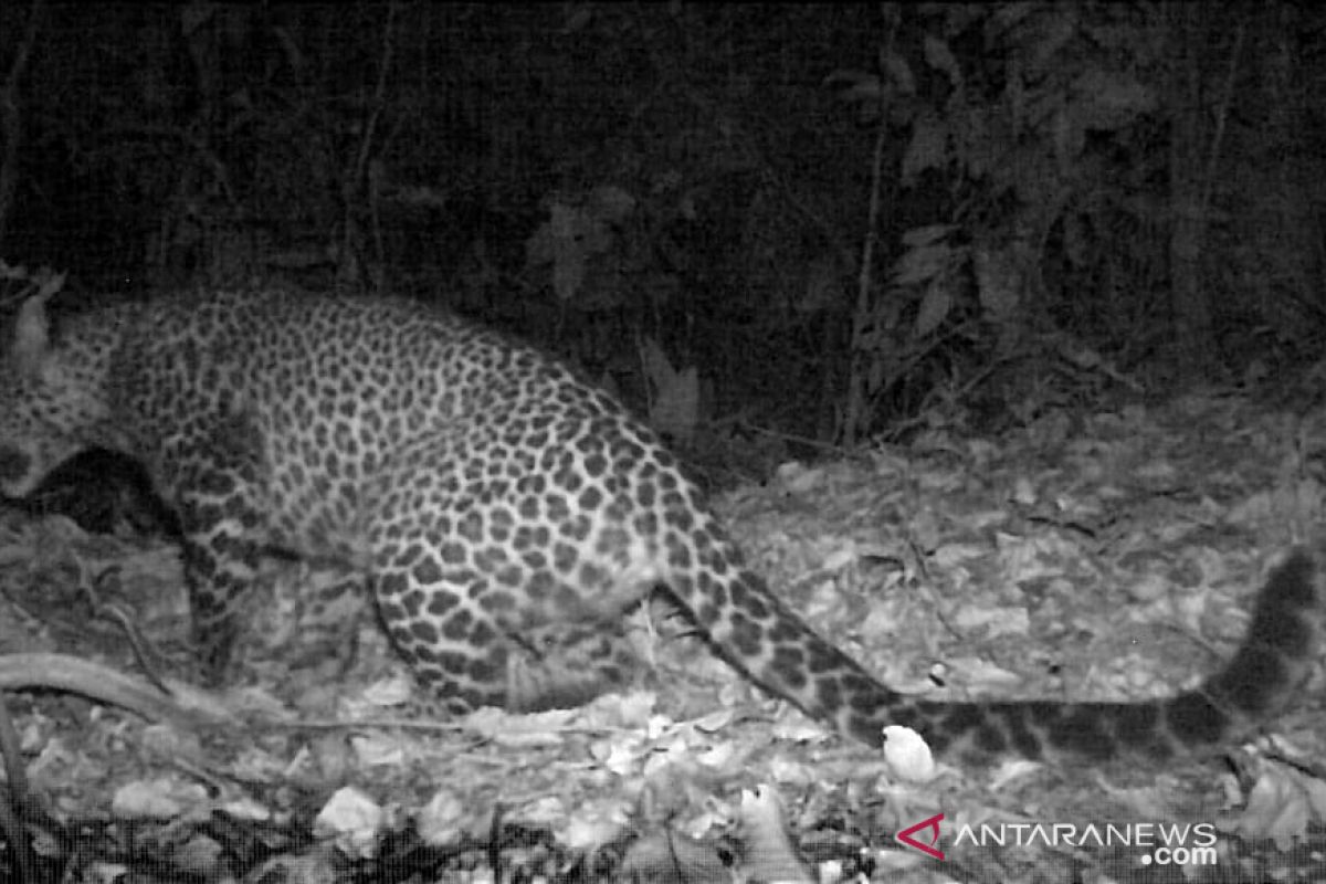 Macan tutul yang terekam di Gunung Sanggabuana  betina