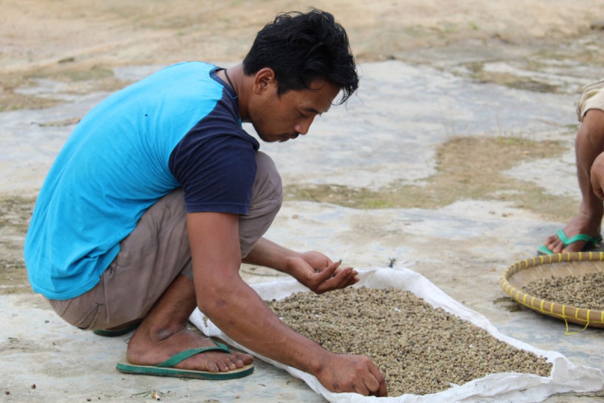 Para petani kopi di Lampung harapkan produksi terserap maksimal