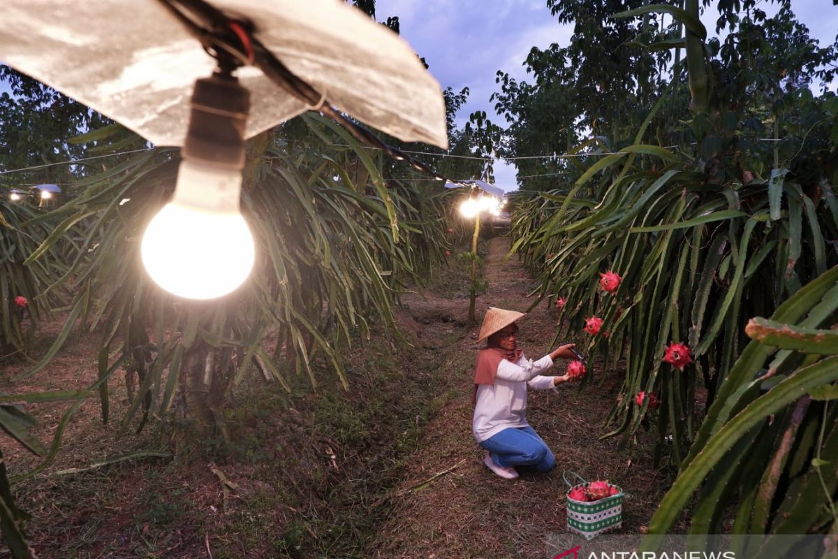 PLN Suluttenggo siap layani daya listrik  tak terbatas bagi konsumen