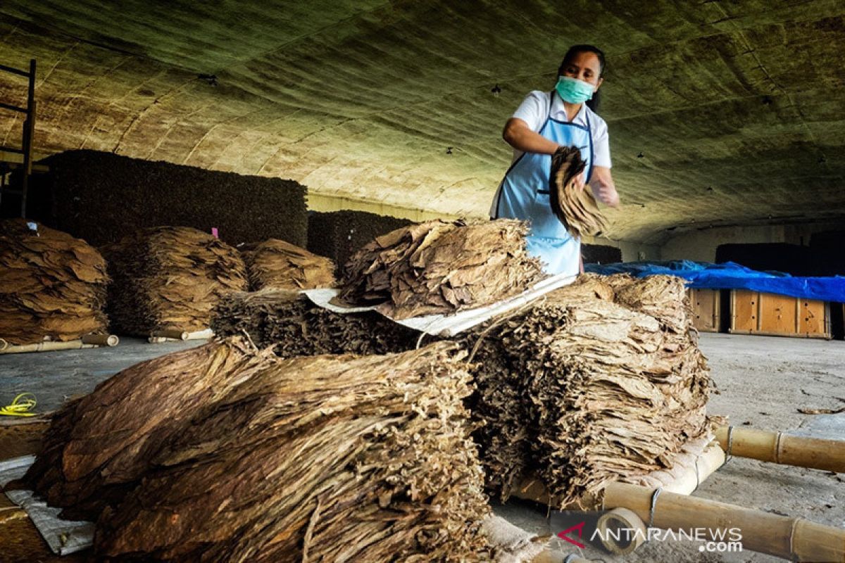 Produksi tembakau PTPN X meningkat 204 ton per Agustus 2021