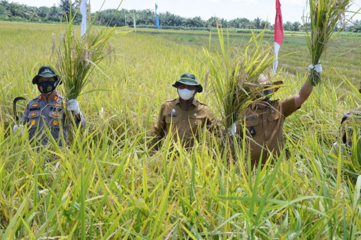 Sergai diharapkan jadi  lumbung padi nomor satu di Sumut