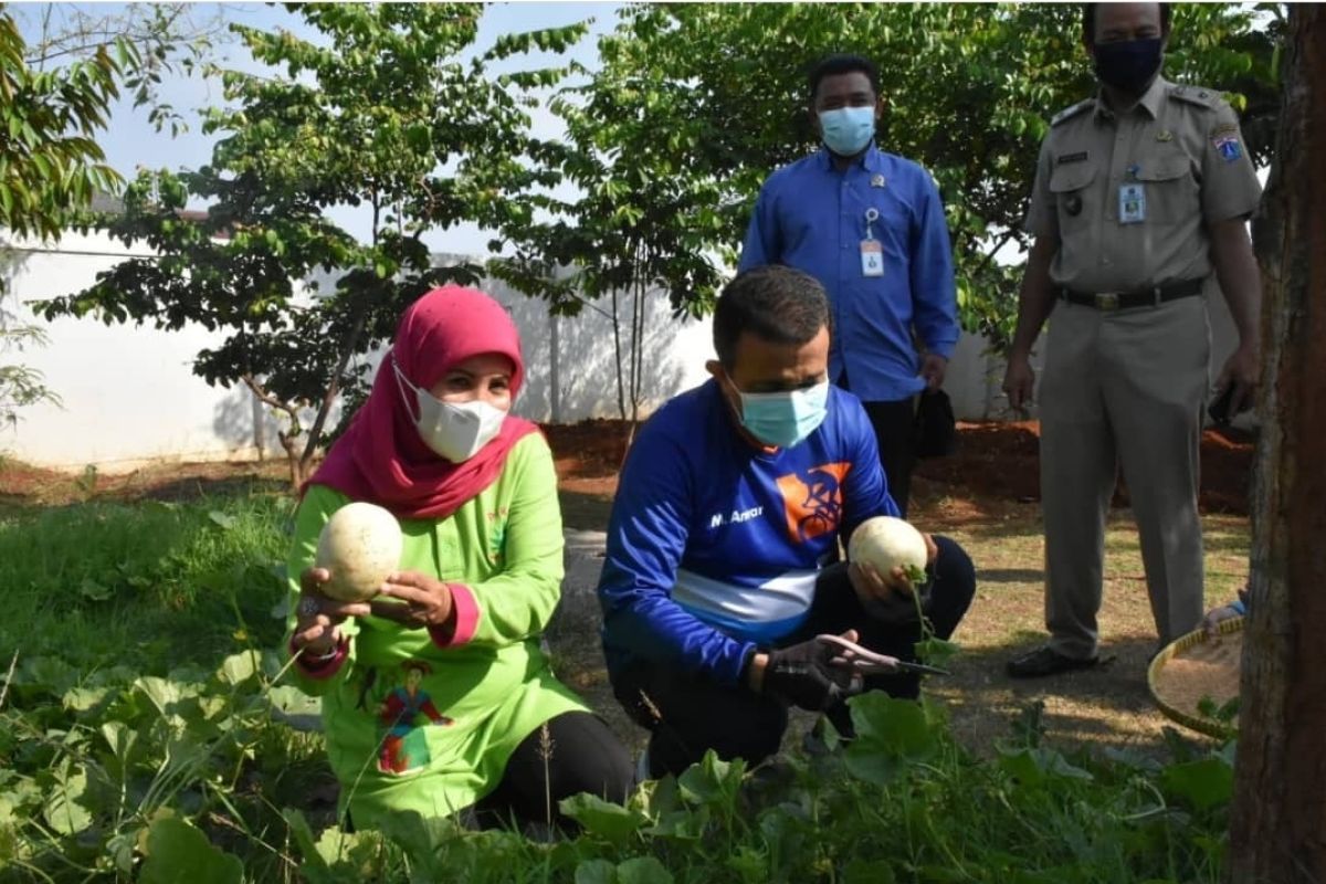 RPTRA Garuda Cilangkap panen sayur hasil pertanian perkotaan