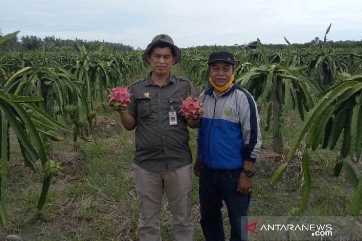 Suhardik, petani andalan buah naga di Jawai