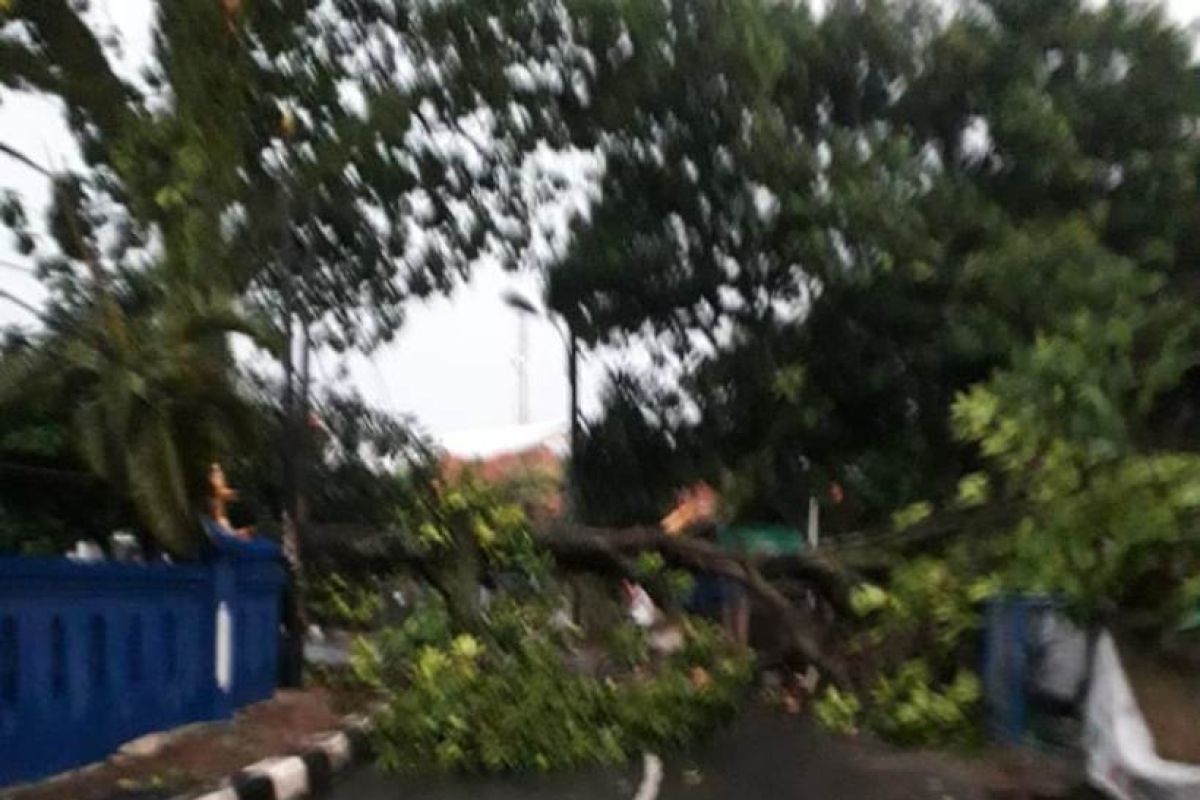 Damkar Depok kerahkan tujuh tim tangani pohon tumbang