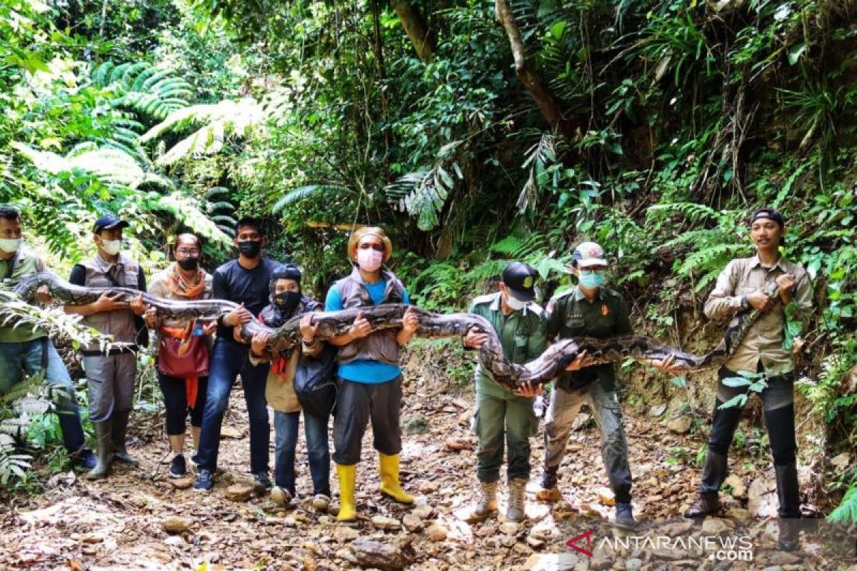 Ular piton sepanjang 9 meter berusia 30 tahun dilepasliarkan, begini penampakannya