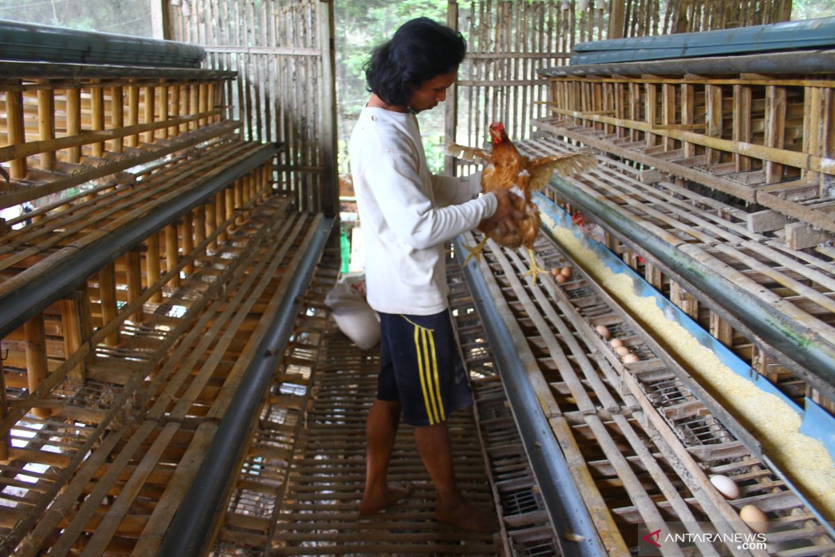 Peternak ayam petelur di Malang Jatim terpaksa lakukan afkir dini