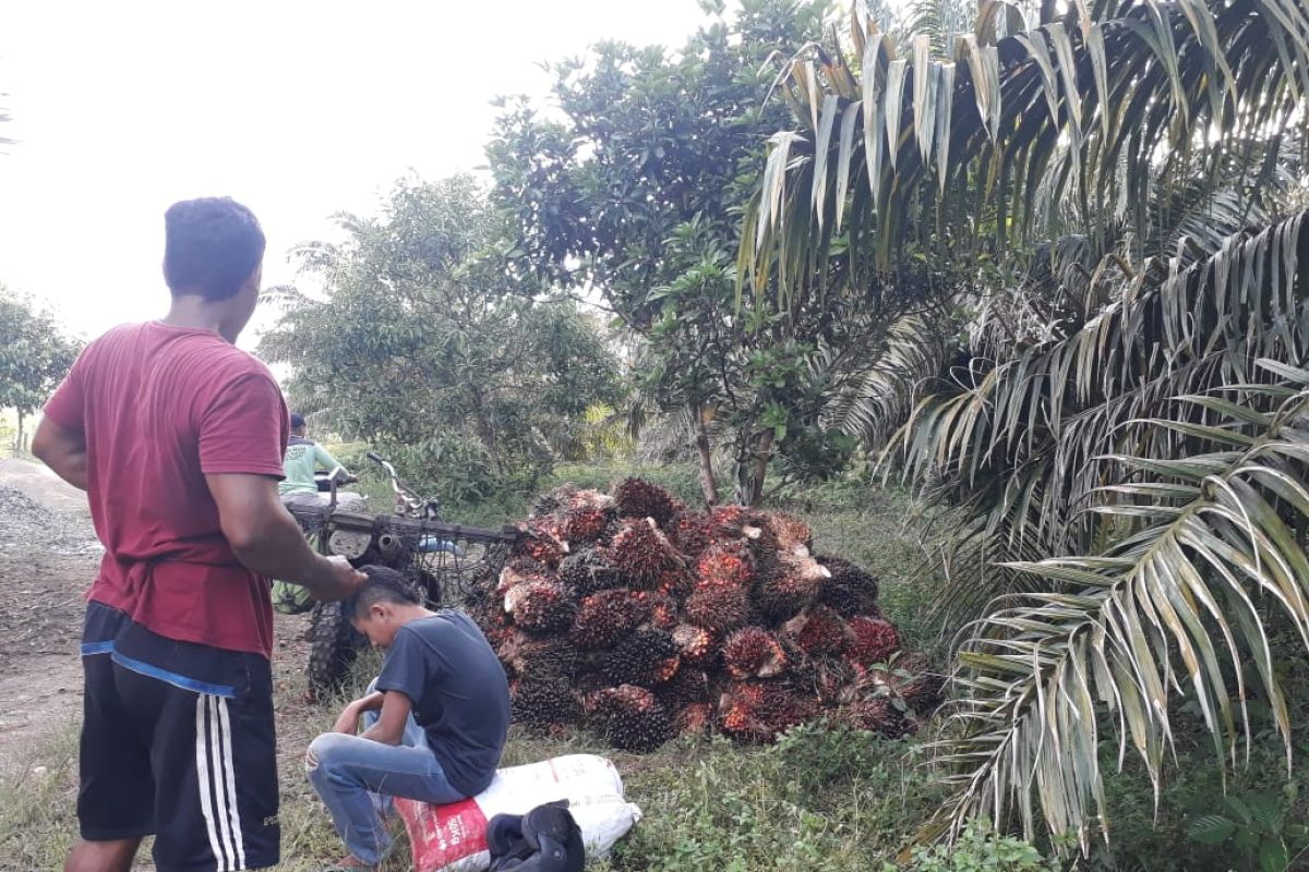 Petani Mukomuko keluhkan turunnya produksi sawit