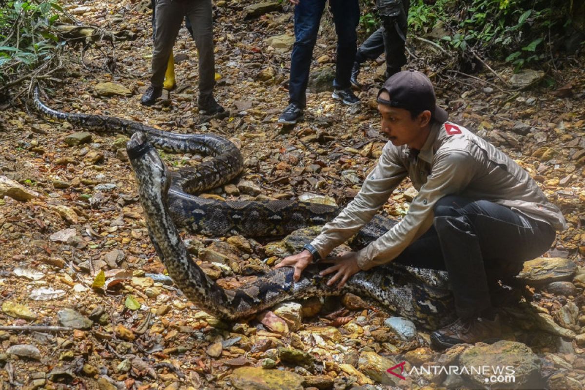 Ular Piton hampir 10 meter diserahkan warga Pelalawan untuk dilepasliarkan BBKSDA Riau