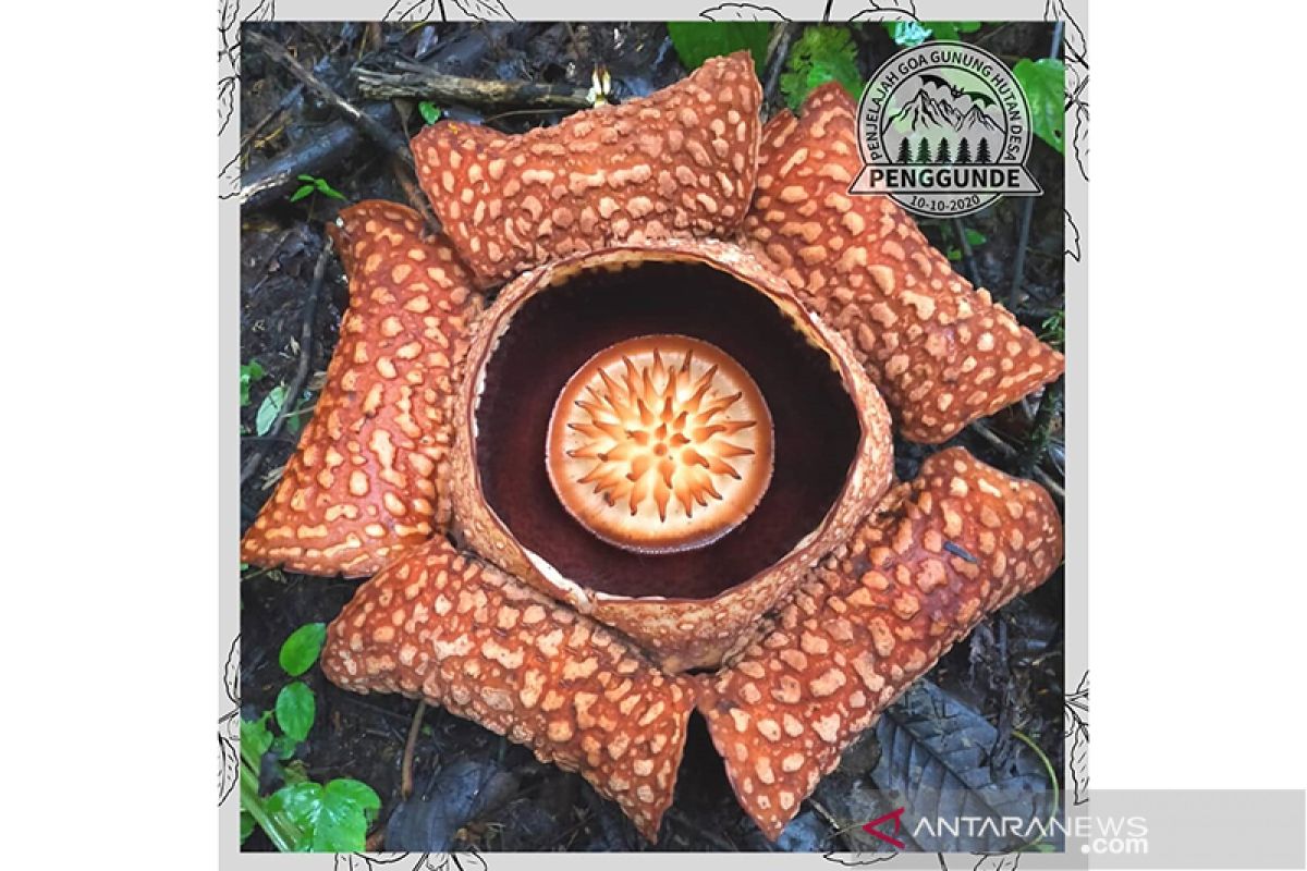 Rafflesia arnoldii mekar di Kedurang Bengkulu Selatan