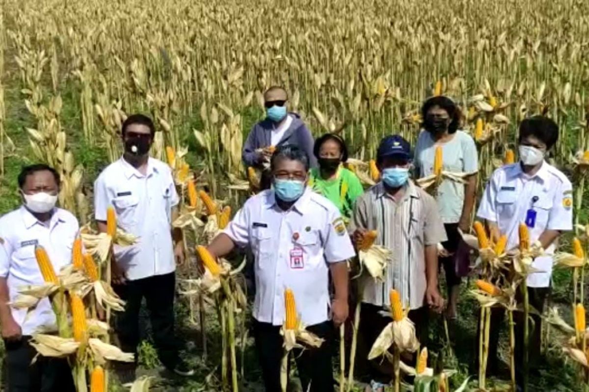 Kabupaten Grobogan Jateng siap pasok kebutuhan jagung peternak