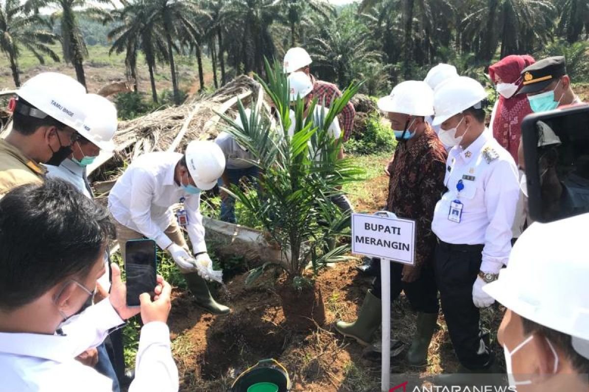 Peremajaan Sawit Rakyat tingkatkan produktivitas petani swadaya di wilayah Kabupaten