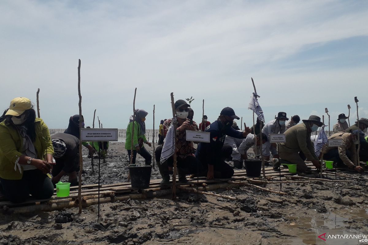 Bangka Tengah berencana menanam 99.000 bibit mangrove