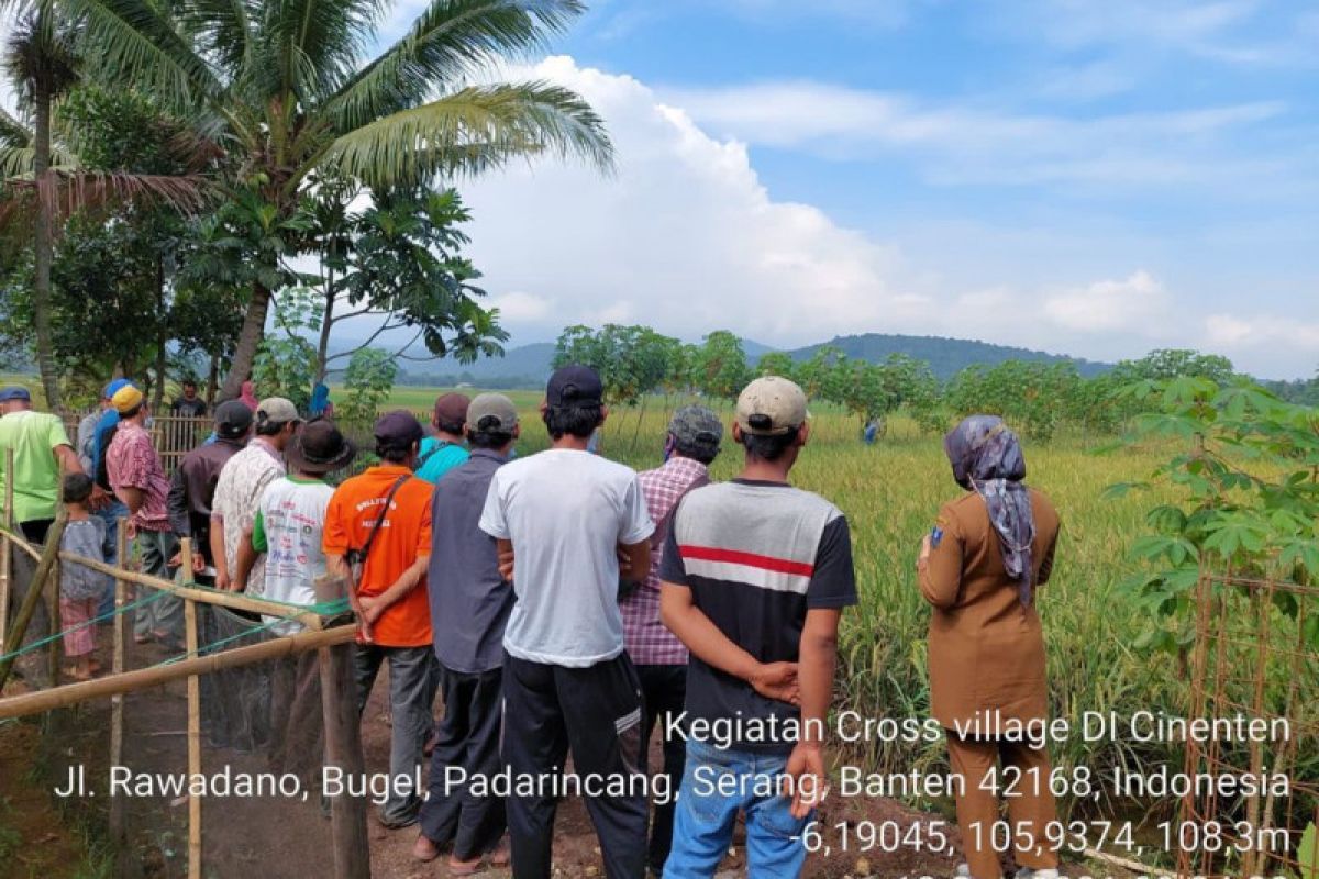 Cross Village Visits, inovasi metode penyuluhan berbasis partisipasi aktif petani