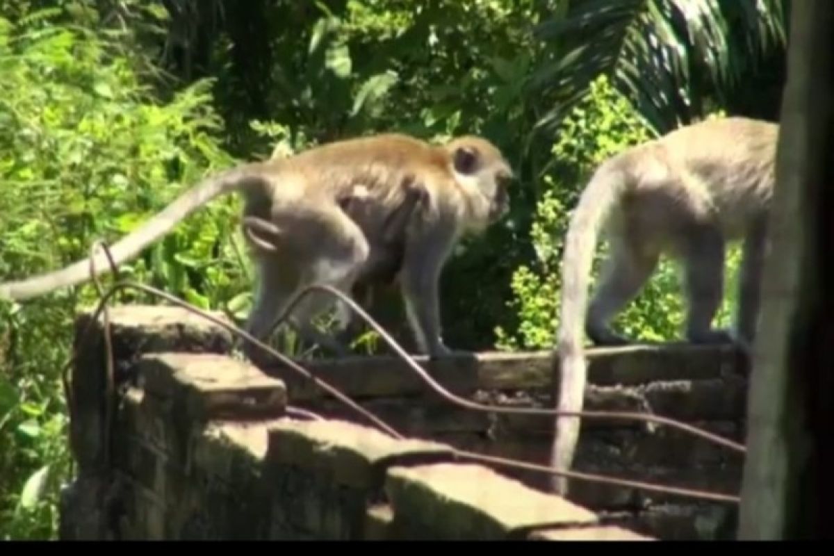 Ratusan monyet serang pemukiman warga di Tebing Tinggi