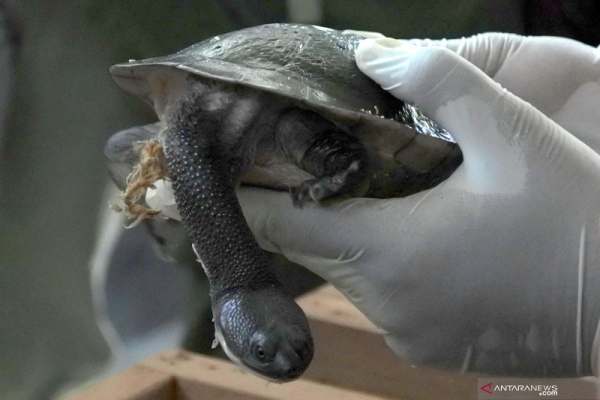 Kura-kura rote yang dipulangkan ke NTT akan dilepas ke Danau Peto