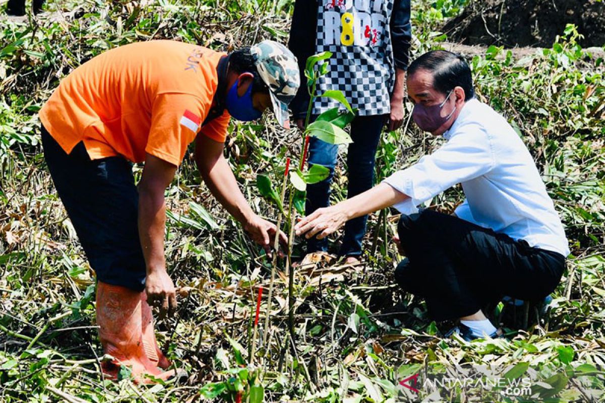 Presiden Jokowi tanam mangrove di Cilacap antisipasi perubahan iklim