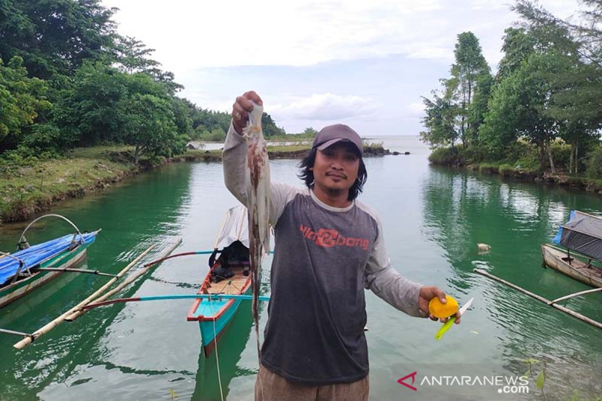 Kabupaten Simeulue Aceh ekspor 15 ton gurita ke Jepang