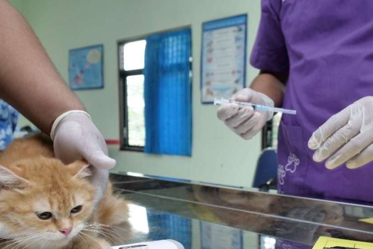 DPKP Kota Madiun beri vaksin rabies gratis hewan piaraan warga