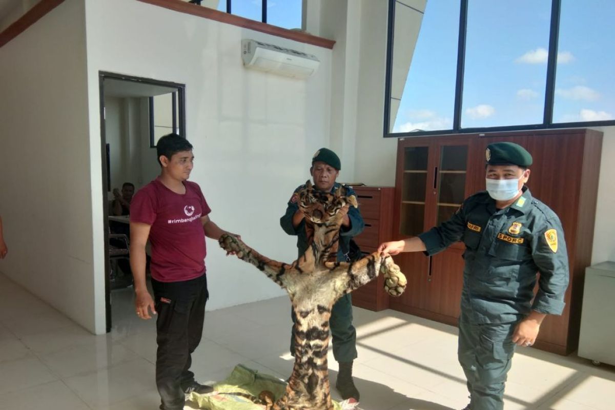 Penjual kulit harimau di Kuansing segera diadili