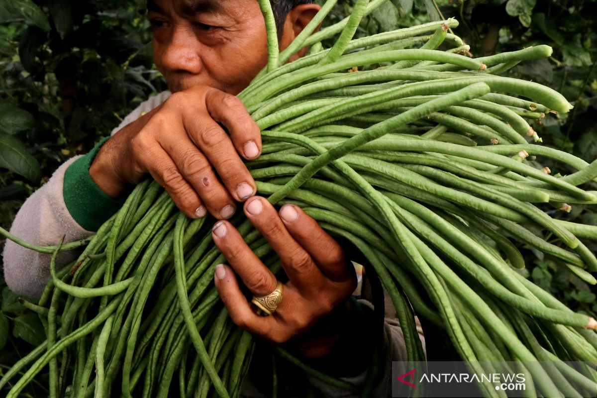 Panen Kacang Panjang