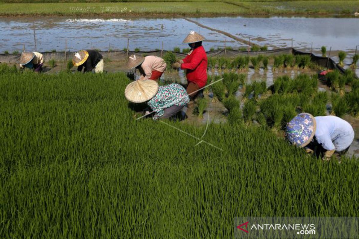 Aceh lakukan tanam padi tiga kali setahun di daerah potensial