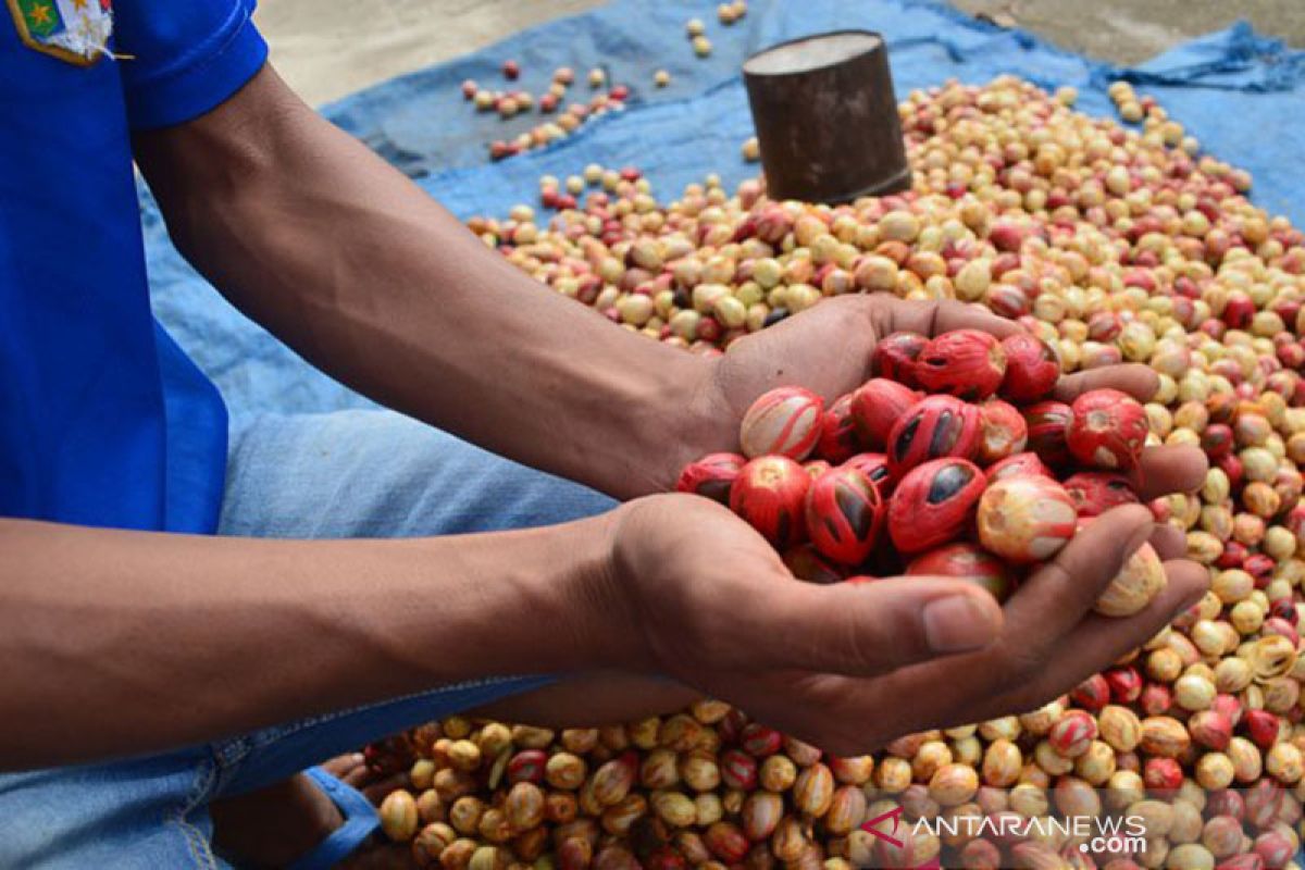 4.978 hektare tanaman pala di Aceh Selatan rusak